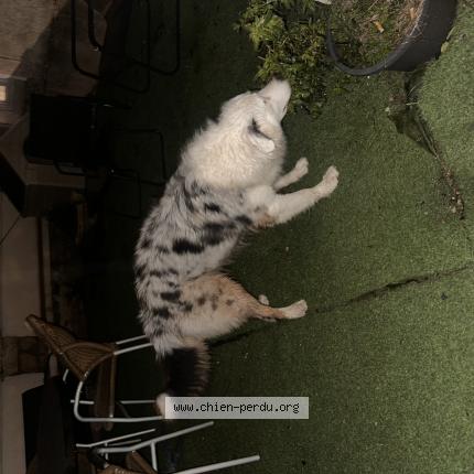 Photo 1/1 Chien retrouvé Trouvé à Cesny bois halbout