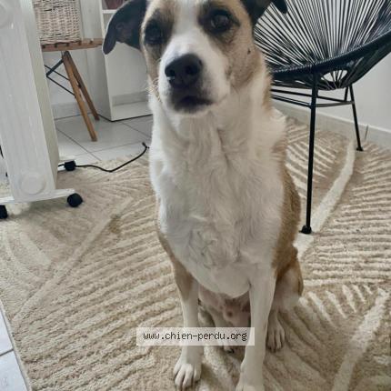 Photo 1/2 Sony Chien perdu à Bordeaux