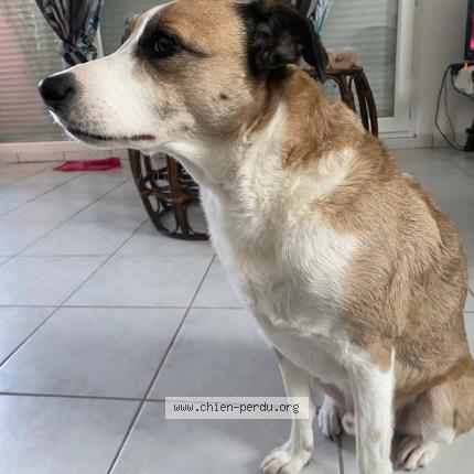 Photo 2/2 Sony Chien perdu à Bordeaux