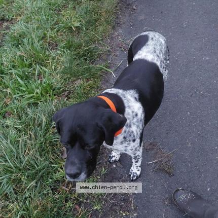 Photo 1/1 Chien trouvé Trouvé à Segonzac