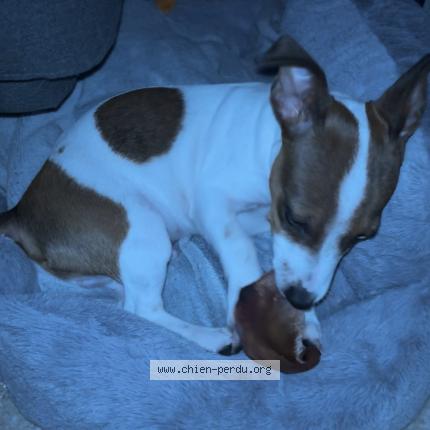 Photo 1/1 Chien retrouvé Perdu à Champs sur marne