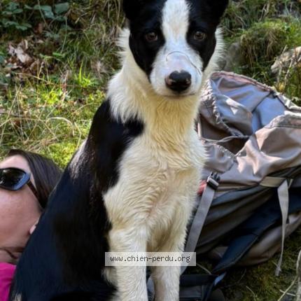 Photo 1/1 Aika Chien perdu à Lavit