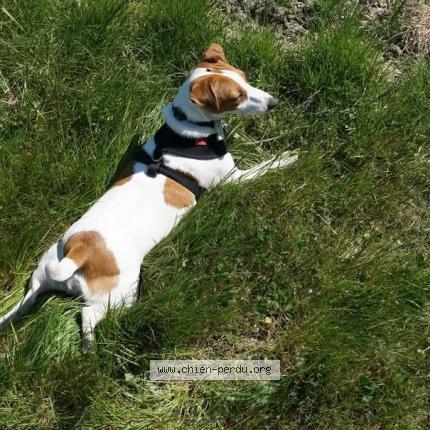 Photo de chien perdu à Avignon
