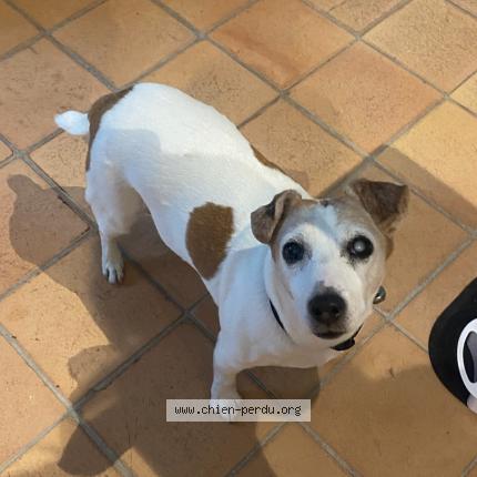 Photo 2/3 Jackie Chien perdu à Avignon