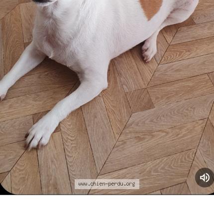 Photo 3/3 Jackie Chien perdu à Avignon