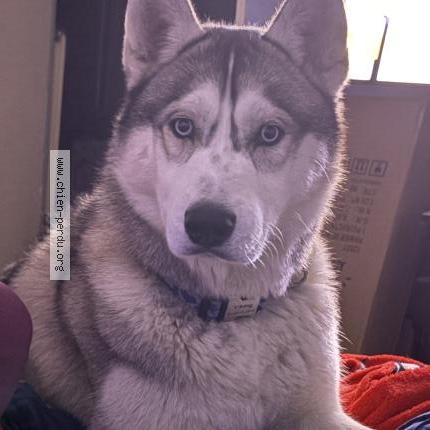 Photo 1/1 Viking Chien perdu à Mazingarbe