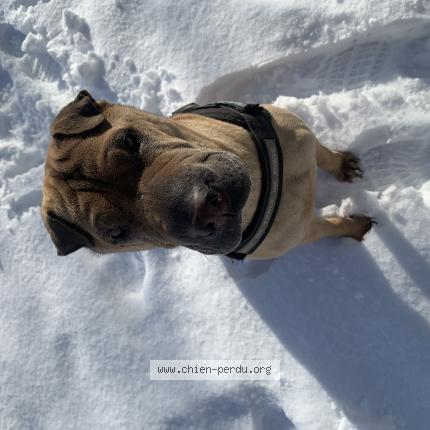 Photo de chien perdu à Mont Saint Aignan