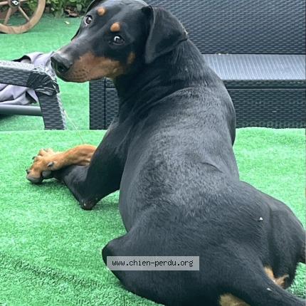 Photo de chien perdu à Marseille