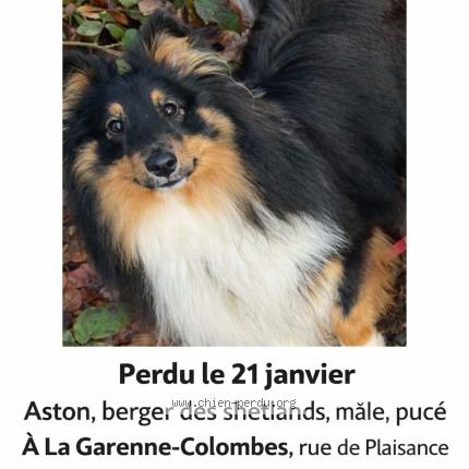 Photo 1/1 Aston Chien perdu à La garenne colombes