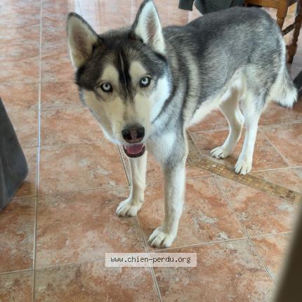 Photo 1/1 Natsu Chien perdu à Avaray