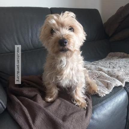 Photo 1/1 Fidjy Chien perdu à La membrolle sur longuenee