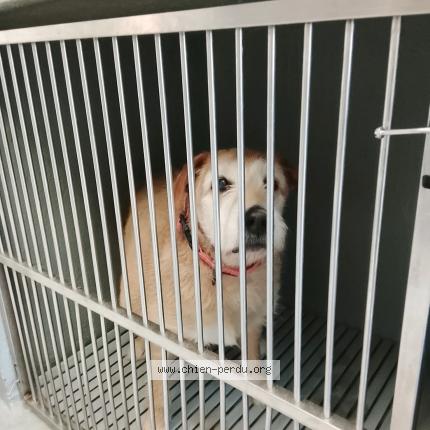 Photo 1/1 Chien trouvé Trouvé à Six fours les plages