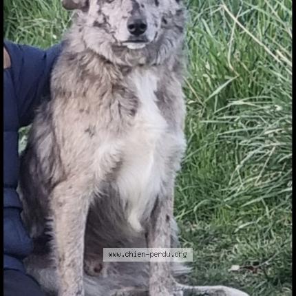 Photo 1/1 Volt Chien perdu à Moissieu sur dolon