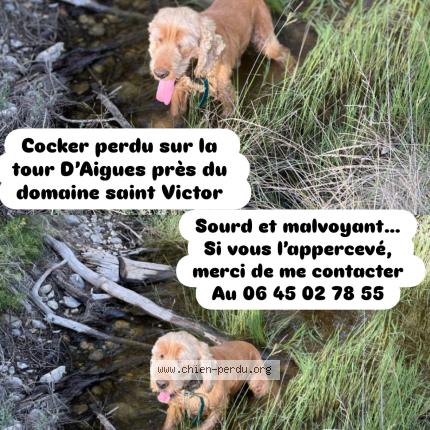 Photo 1/1 Chien retrouvé Perdu à La tour d aigues