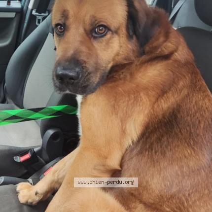 Photo 1/1 Guismo Chien perdu à Bruay la buissiere