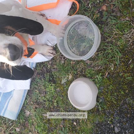 Photo 1/1 Chien trouvé Trouvé à Josat