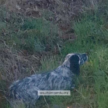 Photo 1/1 toscane Chien perdu à Meillac