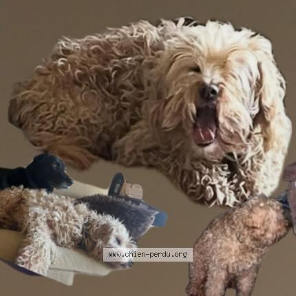 Photo 1/1 Dobby Chien perdu à Gelos