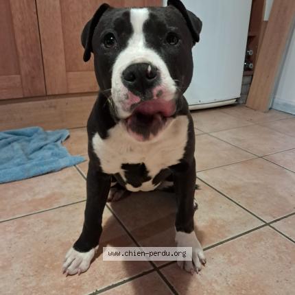Photo 1/1 Chien retrouvé Trouvé à Vias