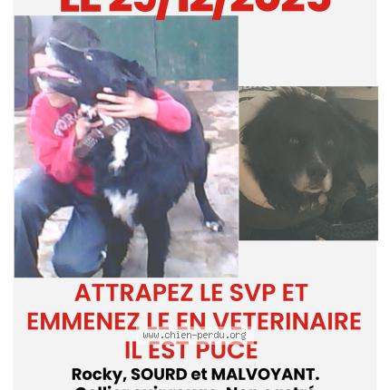 Photo 1/1 Chien retrouvé Perdu à Gond Pontouvre