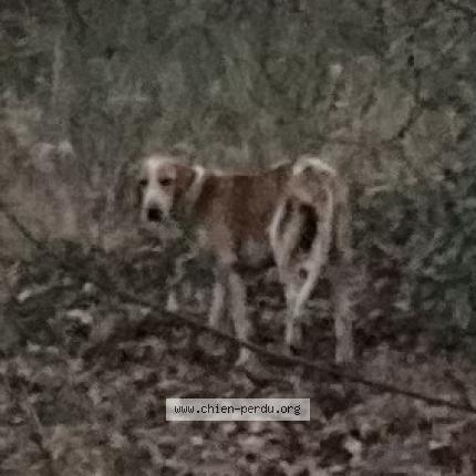 Photo 1/1 Chien trouvé Trouvé à Salles
