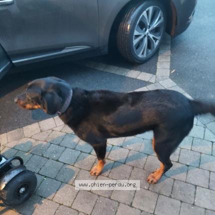Photo 1/2 Chien retrouvé Perdu à Landevant