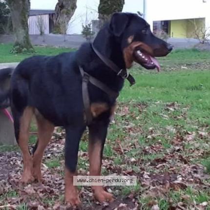 Photo 2/2 Chien retrouvé Perdu à Landevant