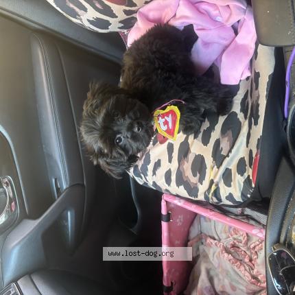 Photo de chien perdu à Mcminnville