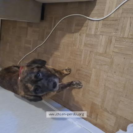 Photo de chien trouvé à Givry