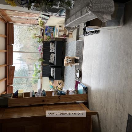 Photo de chien perdu à Reze