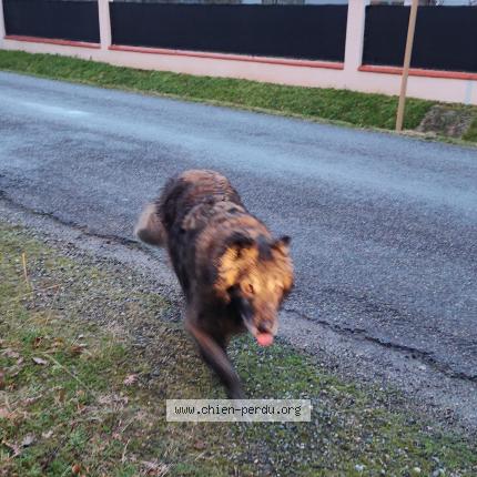 Photo de chien trouvé à Roques