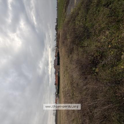 Photo de chien trouvé à Wallers