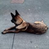 Photo de chien perdu à Craponne