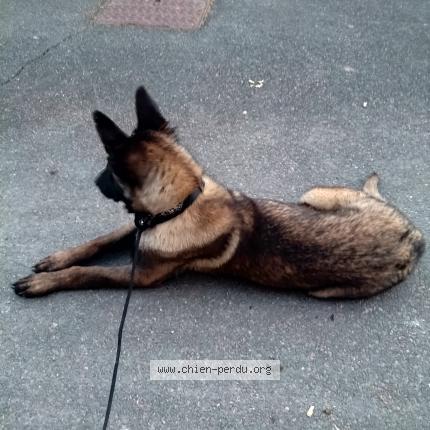 Photo 1/1 ATHENA Chien perdu à Craponne