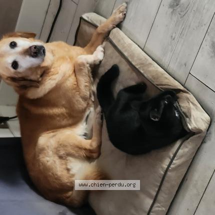 Photo de chien perdu à Auxais