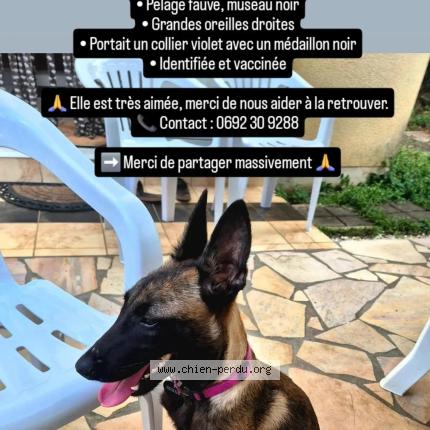 Photo 1/1 Sky Chien perdu à St andre