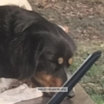 Photo de chien perdu à Ibos