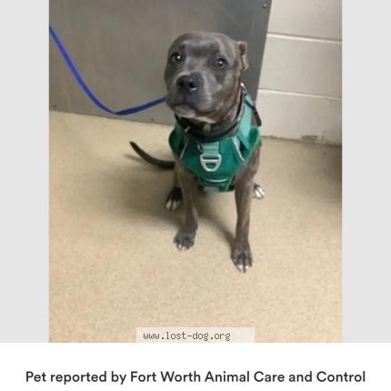 Photo de chien perdu à Fort Worth