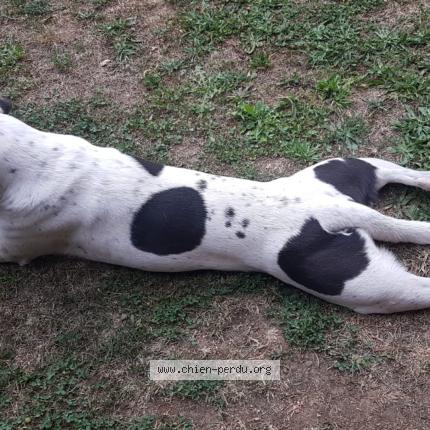 Photo de chien perdu à Lachamp Ribennes