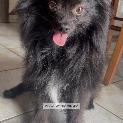 Photo 1/1 Koda Chien perdu à Pouillon