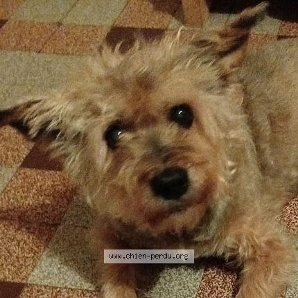 Photo 1/1 Flora Chien perdu à Malzy