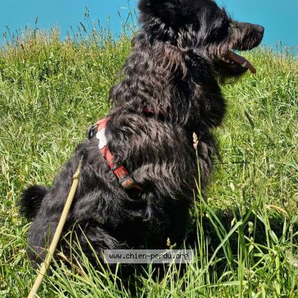 Photo 1/1 Pepsi Chien perdu à Queige