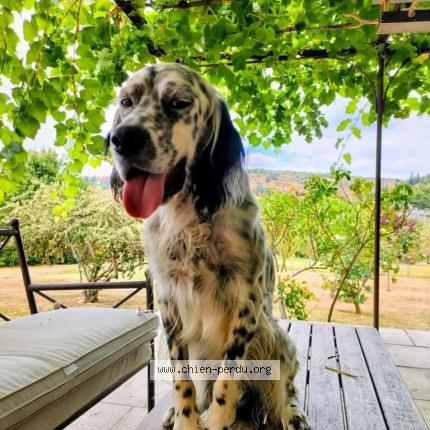 Photo 1/1 Chien retrouvé Perdu à Bouzies