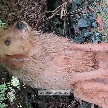 Photo de chien trouvé à Brehan