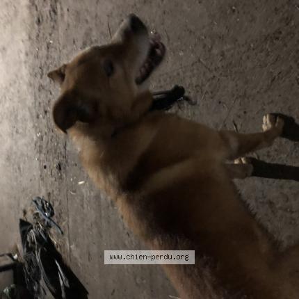 Photo de chien trouvé à Mulsanne