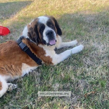 Photo 1/1 Chien retrouvé Perdu à Pontvallain