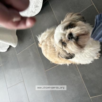 Photo de chien trouvé à Bormes Les Mimosas