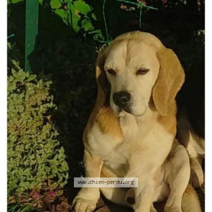 Photo 1/1 Jimmy Chien perdu à Meymac