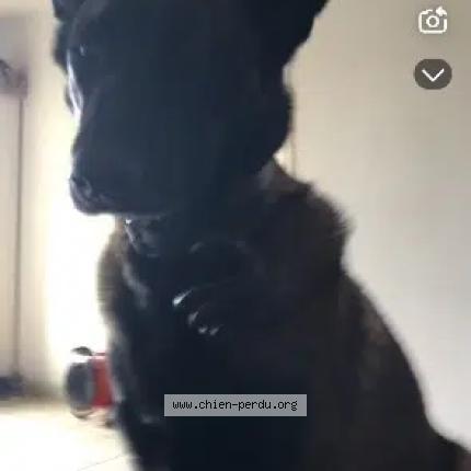 Photo 1/1 Orea Chien perdu à Saint maixme hauterive