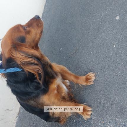 Photo de chien trouvé à Le Perreux Sur Marne